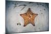 A West Indian Starfish on the Seafloor in Turneffe Atoll, Belize-Stocktrek Images-Mounted Photographic Print