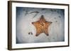 A West Indian Starfish on the Seafloor in Turneffe Atoll, Belize-Stocktrek Images-Framed Photographic Print