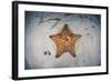 A West Indian Starfish on the Seafloor in Turneffe Atoll, Belize-Stocktrek Images-Framed Photographic Print