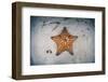 A West Indian Starfish on the Seafloor in Turneffe Atoll, Belize-Stocktrek Images-Framed Photographic Print