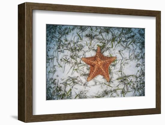 A West Indian Starfish on the Seafloor in Turneffe Atoll, Belize-Stocktrek Images-Framed Photographic Print