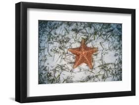 A West Indian Starfish on the Seafloor in Turneffe Atoll, Belize-Stocktrek Images-Framed Photographic Print
