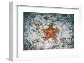 A West Indian Starfish on the Seafloor in Turneffe Atoll, Belize-Stocktrek Images-Framed Photographic Print