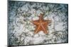 A West Indian Starfish on the Seafloor in Turneffe Atoll, Belize-Stocktrek Images-Mounted Photographic Print