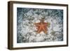 A West Indian Starfish on the Seafloor in Turneffe Atoll, Belize-Stocktrek Images-Framed Photographic Print