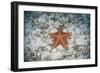 A West Indian Starfish on the Seafloor in Turneffe Atoll, Belize-Stocktrek Images-Framed Photographic Print