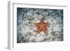 A West Indian Starfish on the Seafloor in Turneffe Atoll, Belize-Stocktrek Images-Framed Photographic Print