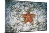 A West Indian Starfish on the Seafloor in Turneffe Atoll, Belize-Stocktrek Images-Mounted Photographic Print