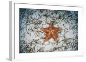 A West Indian Starfish on the Seafloor in Turneffe Atoll, Belize-Stocktrek Images-Framed Photographic Print