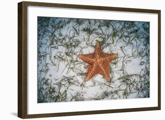 A West Indian Starfish on the Seafloor in Turneffe Atoll, Belize-Stocktrek Images-Framed Photographic Print