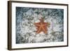 A West Indian Starfish on the Seafloor in Turneffe Atoll, Belize-Stocktrek Images-Framed Photographic Print