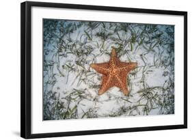 A West Indian Starfish on the Seafloor in Turneffe Atoll, Belize-Stocktrek Images-Framed Photographic Print