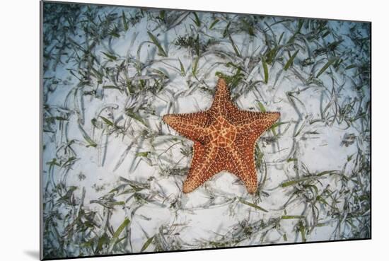 A West Indian Starfish on the Seafloor in Turneffe Atoll, Belize-Stocktrek Images-Mounted Photographic Print