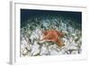 A West Indian Starfish on the Seafloor in Turneffe Atoll, Belize-Stocktrek Images-Framed Photographic Print