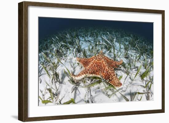 A West Indian Starfish on the Seafloor in Turneffe Atoll, Belize-Stocktrek Images-Framed Photographic Print