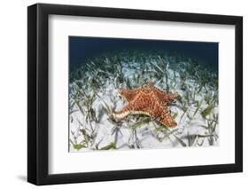 A West Indian Starfish on the Seafloor in Turneffe Atoll, Belize-Stocktrek Images-Framed Photographic Print