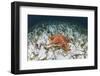 A West Indian Starfish on the Seafloor in Turneffe Atoll, Belize-Stocktrek Images-Framed Photographic Print