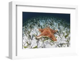 A West Indian Starfish on the Seafloor in Turneffe Atoll, Belize-Stocktrek Images-Framed Photographic Print