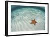 A West Indian Starfish on the Seafloor in Turneffe Atoll, Belize-Stocktrek Images-Framed Photographic Print