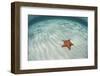 A West Indian Starfish on the Seafloor in Turneffe Atoll, Belize-Stocktrek Images-Framed Photographic Print