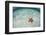 A West Indian Starfish on the Seafloor in Turneffe Atoll, Belize-Stocktrek Images-Framed Photographic Print