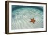 A West Indian Starfish on the Seafloor in Turneffe Atoll, Belize-Stocktrek Images-Framed Photographic Print