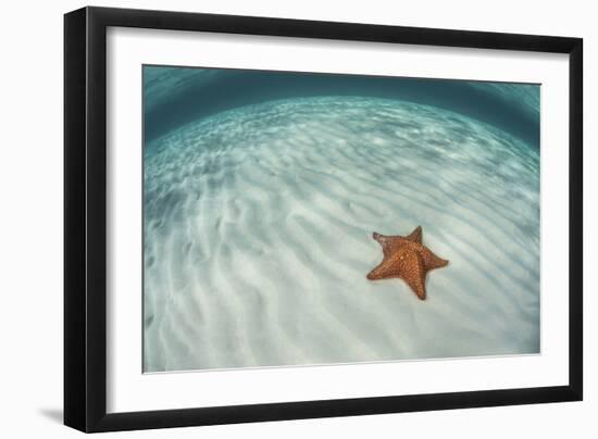 A West Indian Starfish on the Seafloor in Turneffe Atoll, Belize-Stocktrek Images-Framed Photographic Print