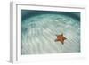 A West Indian Starfish on the Seafloor in Turneffe Atoll, Belize-Stocktrek Images-Framed Photographic Print