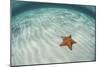 A West Indian Starfish on the Seafloor in Turneffe Atoll, Belize-Stocktrek Images-Mounted Photographic Print