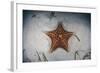 A West Indian Starfish on the Seafloor in Turneffe Atoll, Belize-Stocktrek Images-Framed Photographic Print