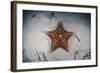 A West Indian Starfish on the Seafloor in Turneffe Atoll, Belize-Stocktrek Images-Framed Photographic Print