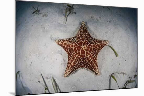 A West Indian Starfish on the Seafloor in Turneffe Atoll, Belize-Stocktrek Images-Mounted Photographic Print