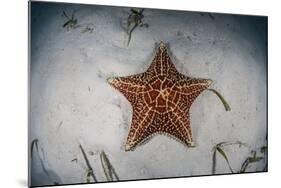 A West Indian Starfish on the Seafloor in Turneffe Atoll, Belize-Stocktrek Images-Mounted Photographic Print