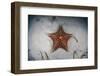 A West Indian Starfish on the Seafloor in Turneffe Atoll, Belize-Stocktrek Images-Framed Photographic Print