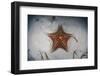 A West Indian Starfish on the Seafloor in Turneffe Atoll, Belize-Stocktrek Images-Framed Photographic Print