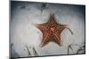 A West Indian Starfish on the Seafloor in Turneffe Atoll, Belize-Stocktrek Images-Mounted Photographic Print