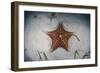 A West Indian Starfish on the Seafloor in Turneffe Atoll, Belize-Stocktrek Images-Framed Photographic Print