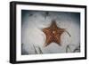 A West Indian Starfish on the Seafloor in Turneffe Atoll, Belize-Stocktrek Images-Framed Photographic Print