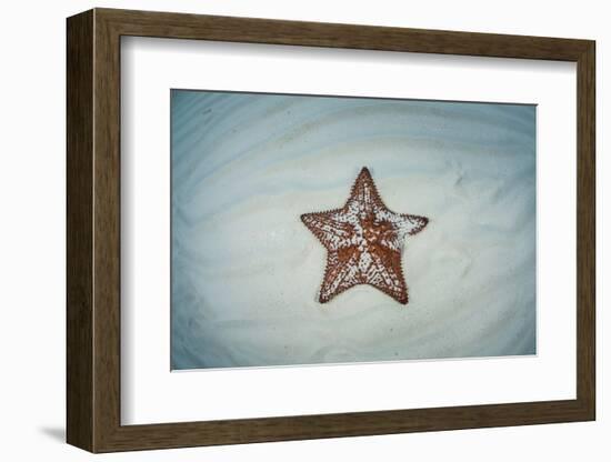 A West Indian Starfish on the Seafloor in Turneffe Atoll, Belize-Stocktrek Images-Framed Photographic Print