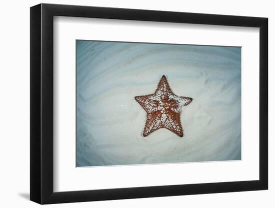 A West Indian Starfish on the Seafloor in Turneffe Atoll, Belize-Stocktrek Images-Framed Photographic Print