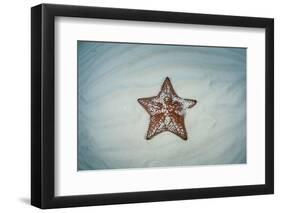 A West Indian Starfish on the Seafloor in Turneffe Atoll, Belize-Stocktrek Images-Framed Photographic Print