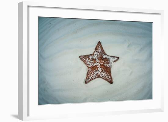 A West Indian Starfish on the Seafloor in Turneffe Atoll, Belize-Stocktrek Images-Framed Photographic Print