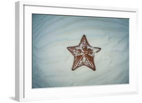 A West Indian Starfish on the Seafloor in Turneffe Atoll, Belize-Stocktrek Images-Framed Photographic Print