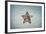 A West Indian Starfish on the Seafloor in Turneffe Atoll, Belize-Stocktrek Images-Framed Photographic Print