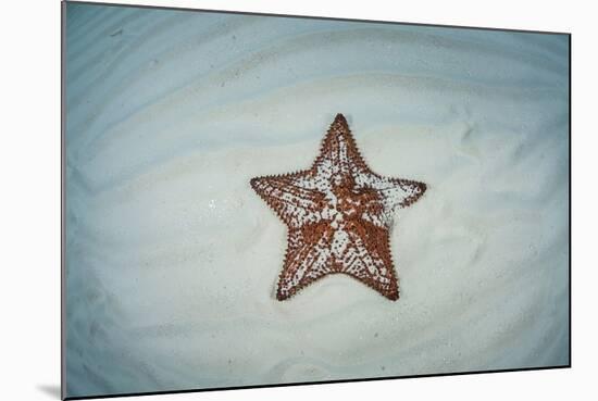 A West Indian Starfish on the Seafloor in Turneffe Atoll, Belize-Stocktrek Images-Mounted Photographic Print