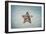 A West Indian Starfish on the Seafloor in Turneffe Atoll, Belize-Stocktrek Images-Framed Photographic Print