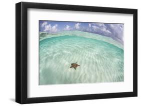 A West Indian Starfish on the Seafloor in Turneffe Atoll, Belize-Stocktrek Images-Framed Photographic Print