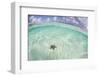 A West Indian Starfish on the Seafloor in Turneffe Atoll, Belize-Stocktrek Images-Framed Photographic Print