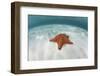 A West Indian Starfish on the Seafloor in Turneffe Atoll, Belize-Stocktrek Images-Framed Photographic Print