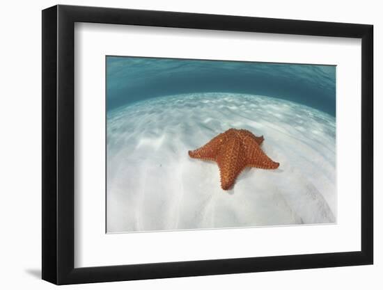 A West Indian Starfish on the Seafloor in Turneffe Atoll, Belize-Stocktrek Images-Framed Photographic Print